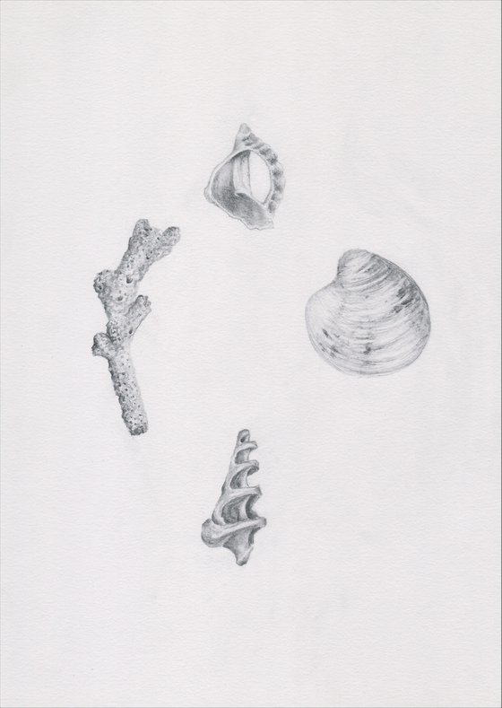 Shells and Coral Study in Pencil
