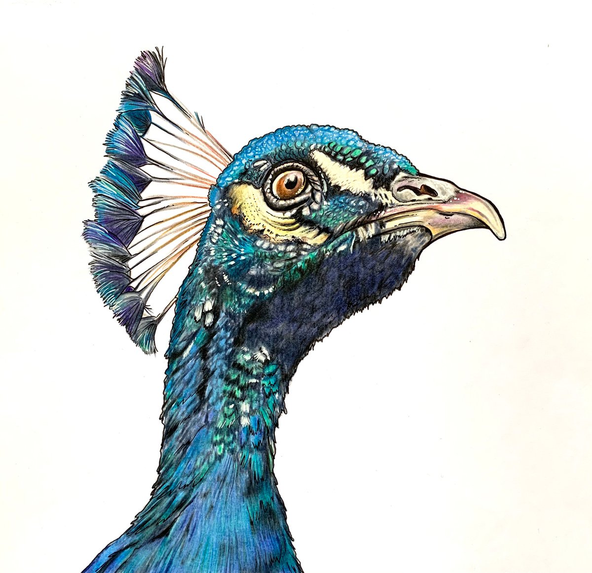 Pencil Drawing , Inquisitive By Karen Elaine Evans, 10 X 10, Artwork For Sale On Artfinder