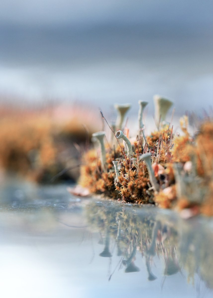 Fishing - art photo of lichens - fairytale landscapes of northern nature, blue and orange by Inna Etuvgi