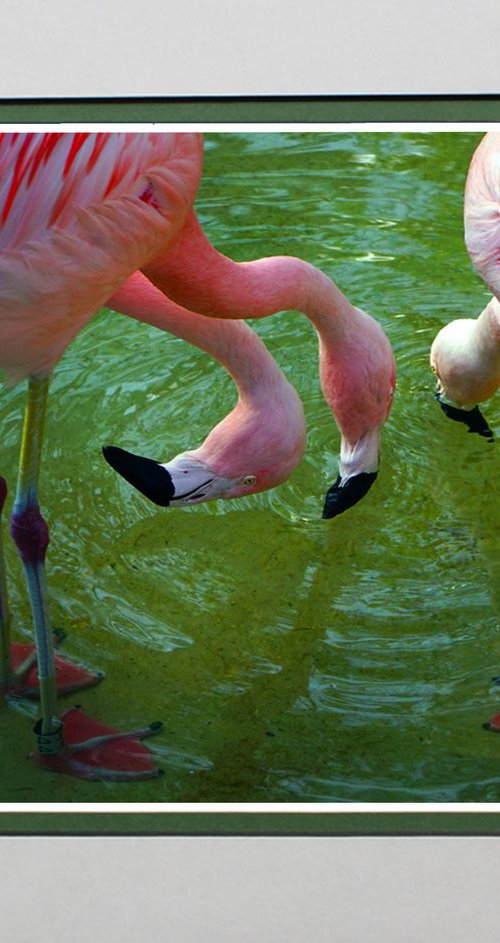 Three Flamingos by Robin Clarke