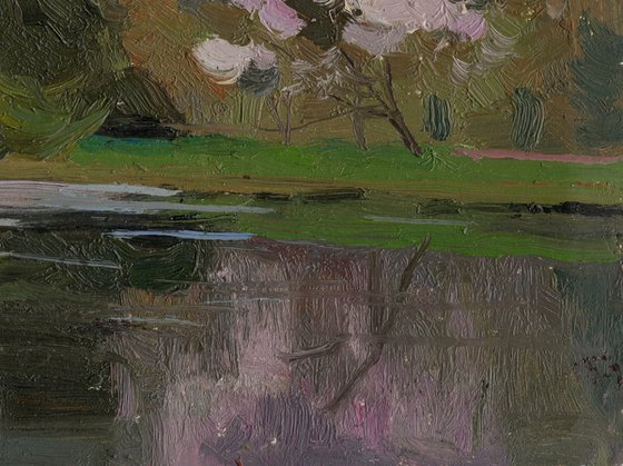 Japanese garden. Sakura blossom