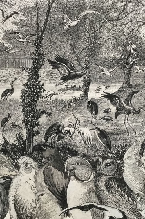 In the Bird Garden by Tudor Evans