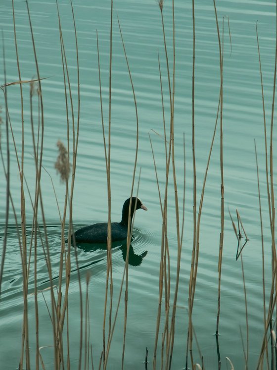 Behind the Reeds