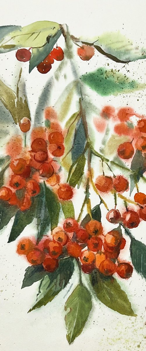 Autumn. Rowan berry clusters. by Natalia Veyner