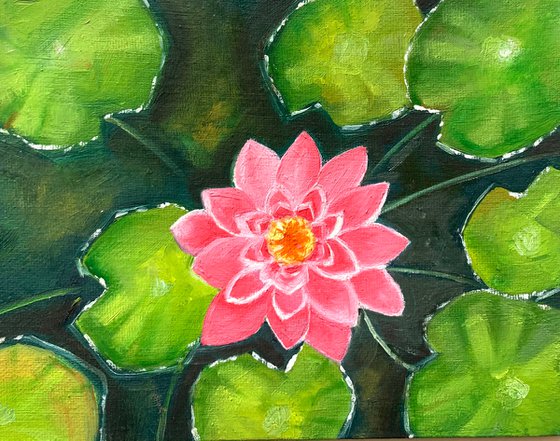 Pink water lily! Small Oil painting !