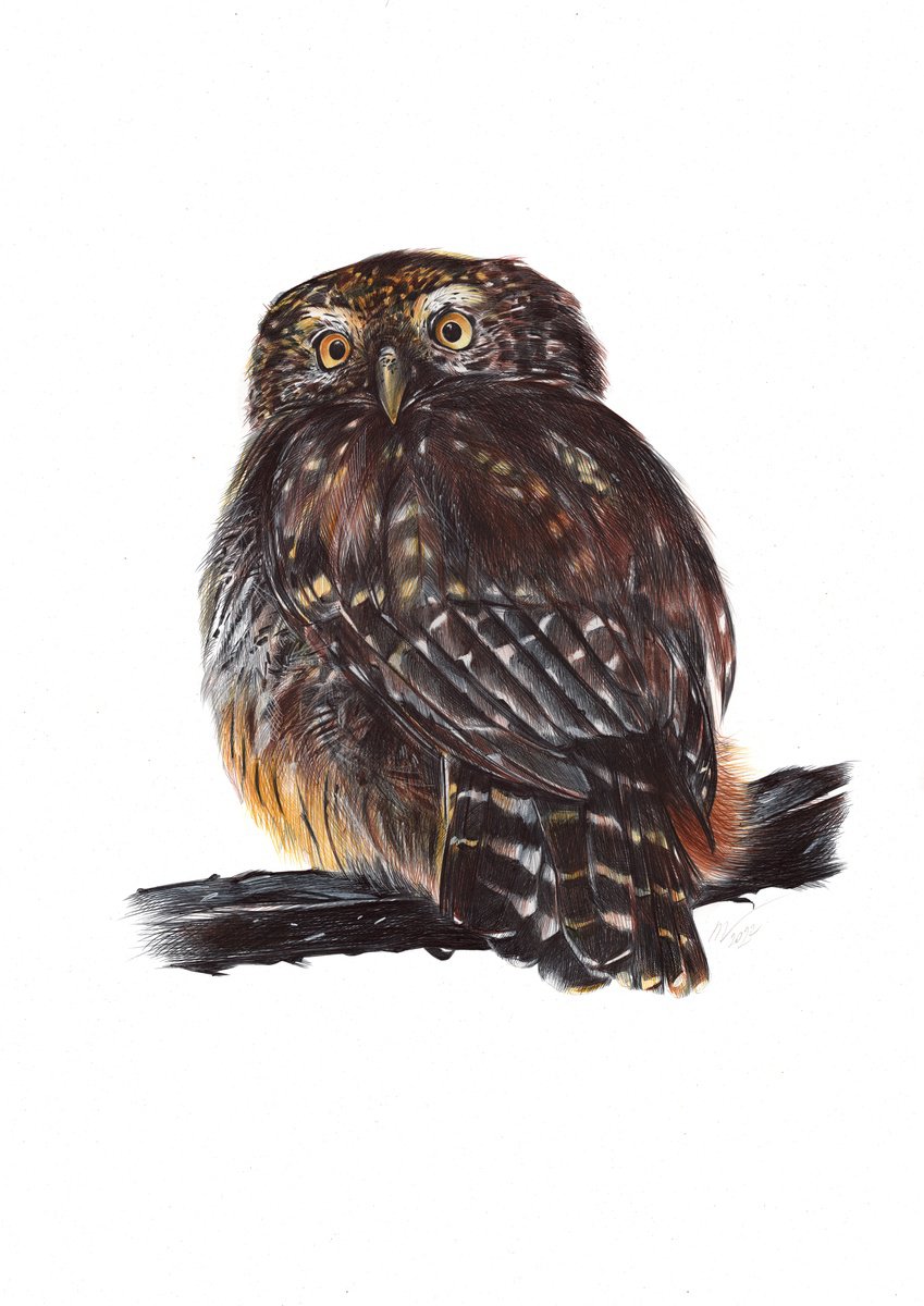 Photorealistic Animal Drawing By Daria Maier, 14 X 20, Eurasian Pygmy Owl, Original Artwork
