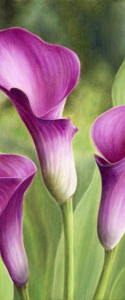 Calla Lilies by Marlene Llanes