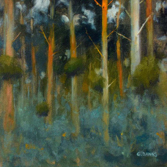 Mistletoe Woods at Golden Hour