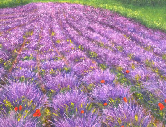Lavender field