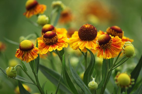 Helenium simphony