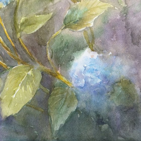 Blue Hydrangeas flowers