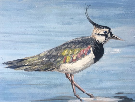 Lapwing Wading