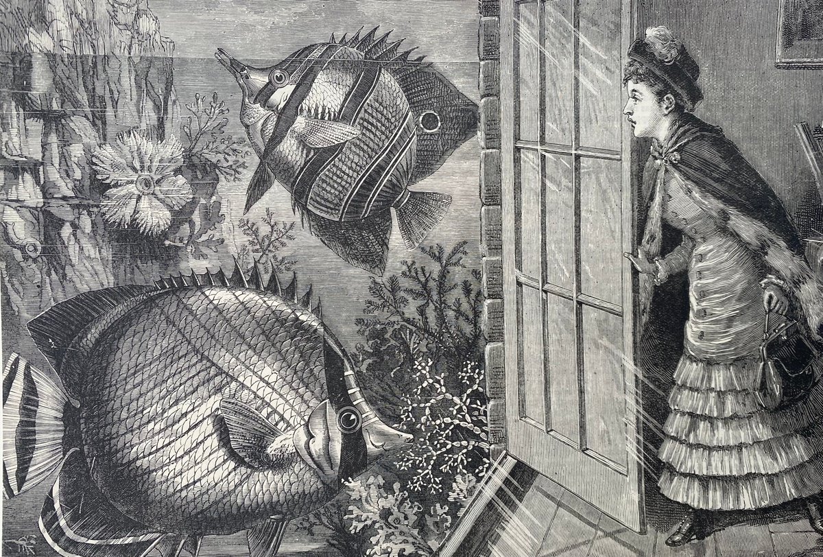 Surrealistic Portrait Collage By Tudor Evans, 9 X 6", Tropical Fish Shopping, Original Artwork