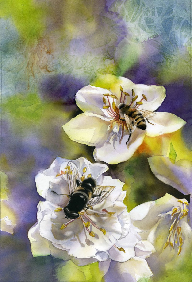 bee with pear blossom by Alfred Ng
