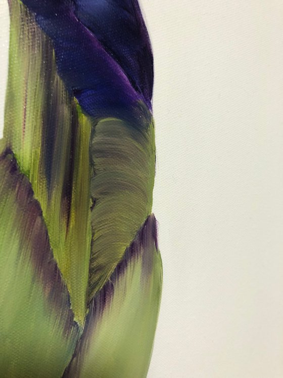 Iris flower spring, garden, botanical