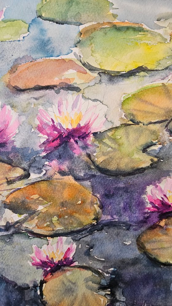 Water lilly pond