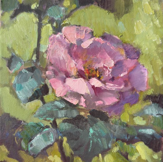 One pink rose