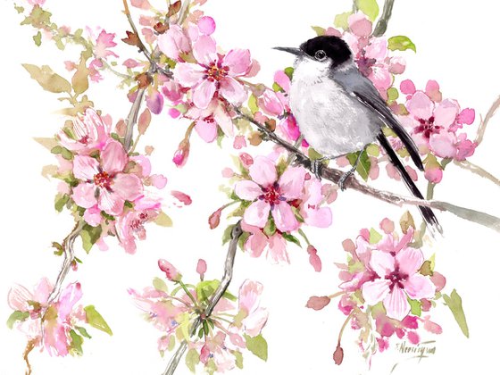 Gnatcatcher and Sakura