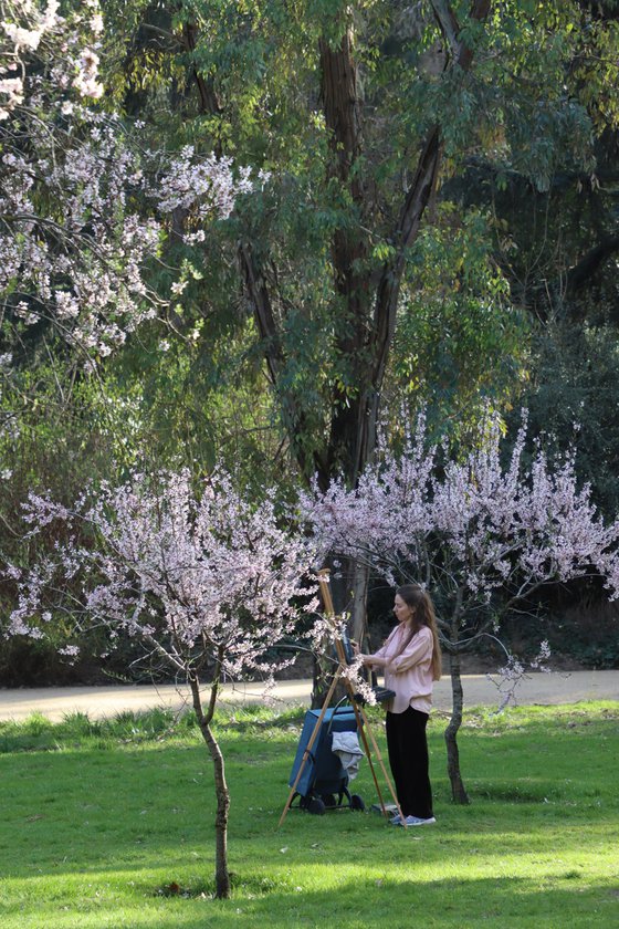 In a blossoming park