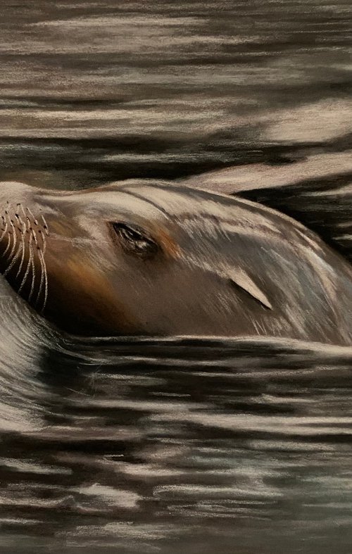 Sea lion by Maxine Taylor