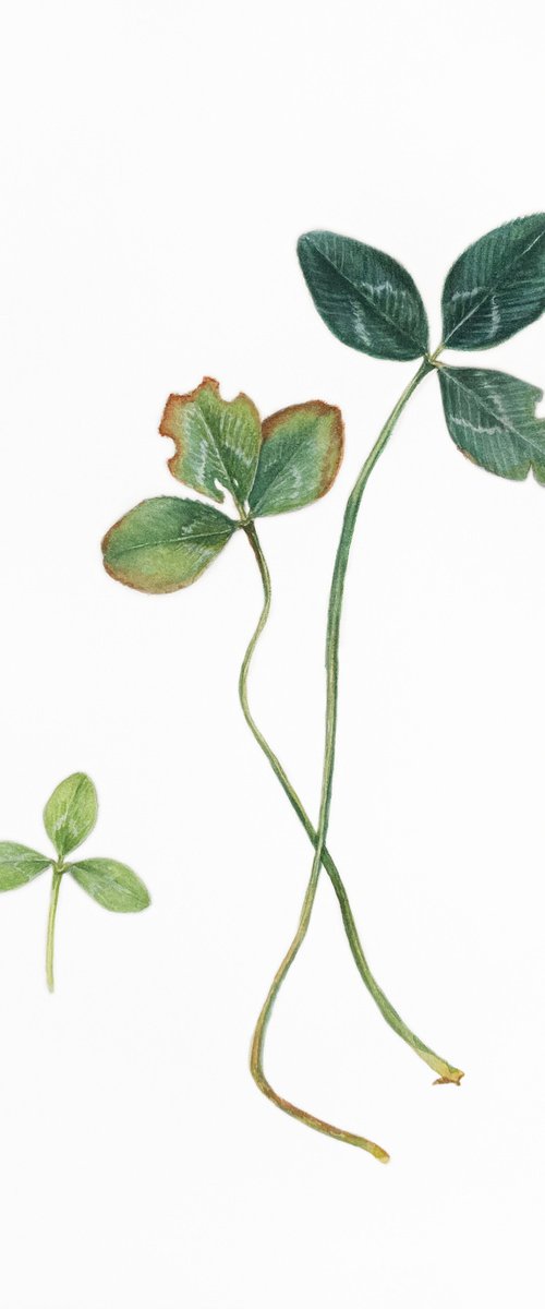 Clover. by Nataliia Kupchyk