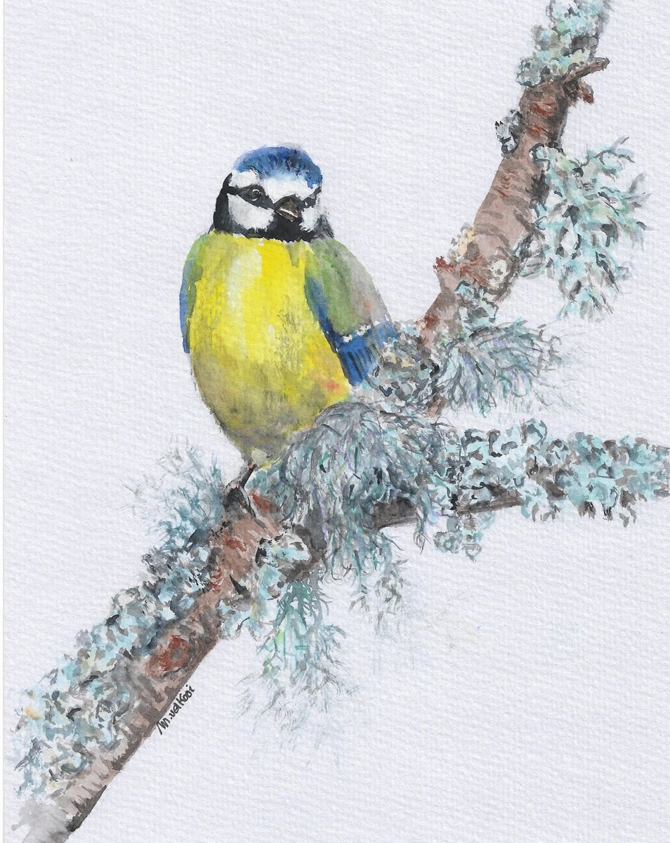 Blue Tit Bird on Mossy Branch by marjansart by MARJANSART
