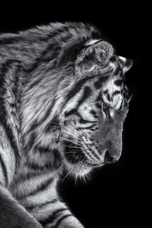 Siberian tiger by Paul Nash