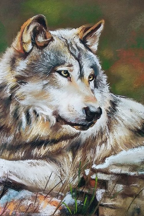 Gray wolf by Magdalena Palega