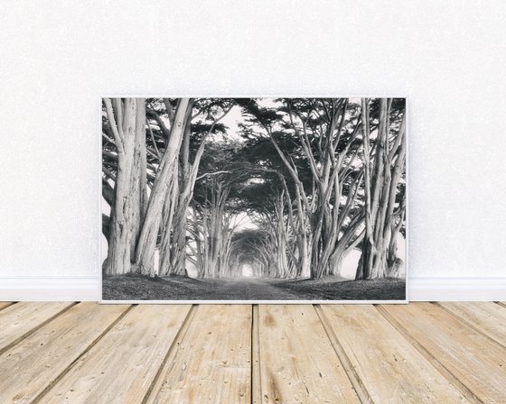 Cypress Tree Tunnel in Black & White