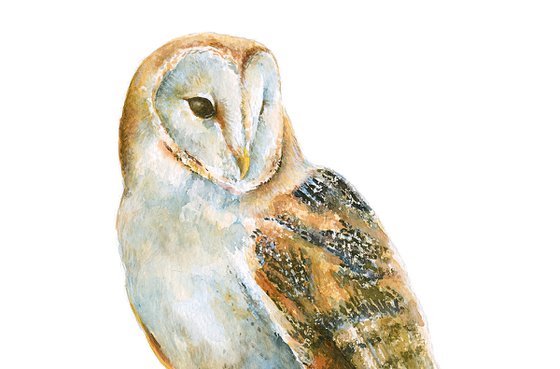 Barn Owl