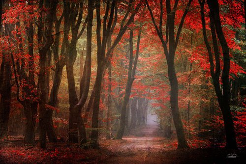 Forest realm of your heart by Janek Sedlar