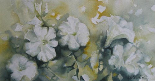 White petunias by Elena Oleniuc