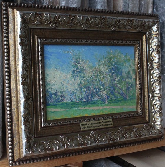 Apple blossom. Kolomenskoye