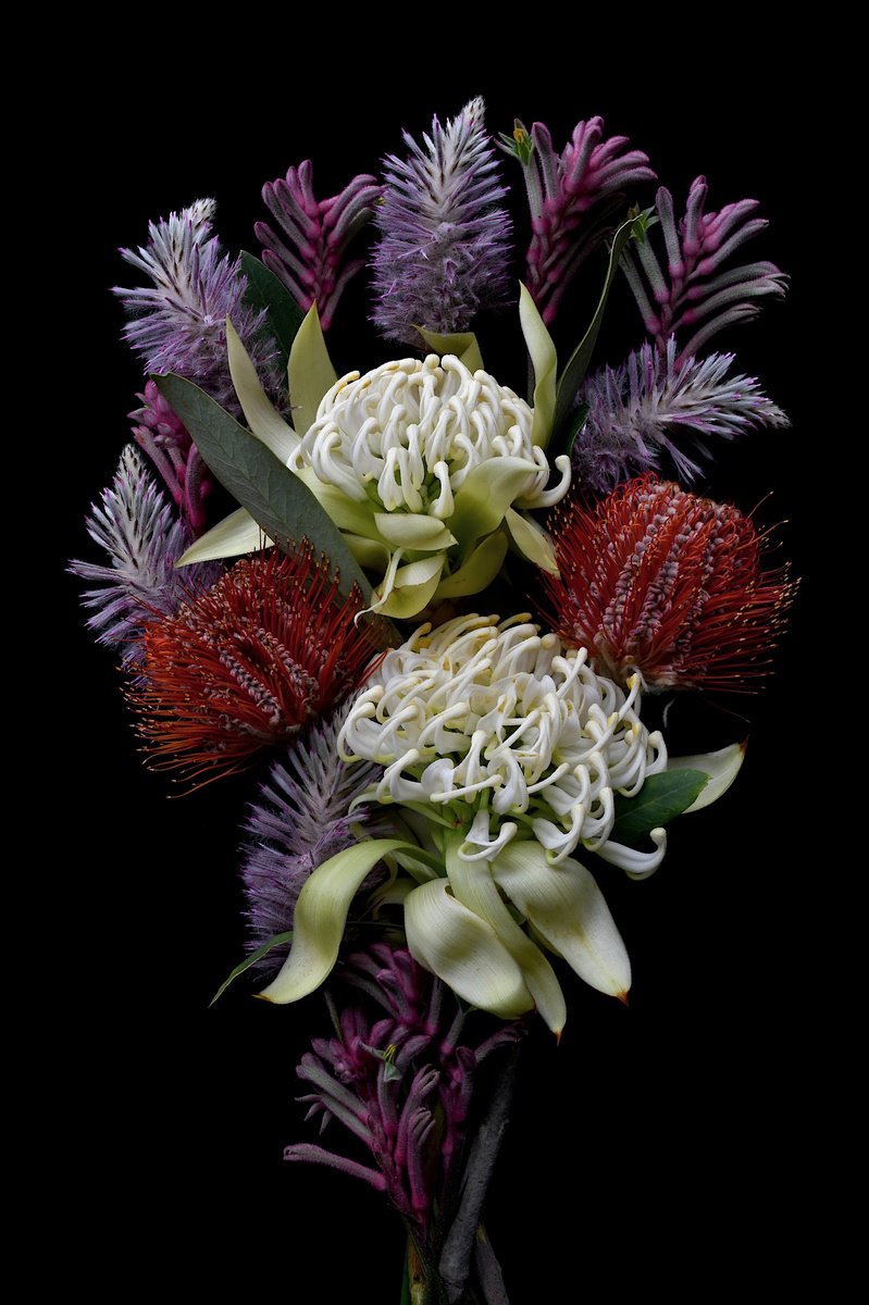 Botanical Photograph By Nadia Culph, 24 X 35", Waratah, Banksia, Mulla Mulla, Kangaroo Paw, Original Artwork