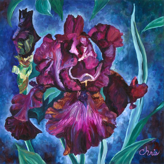 "Gypsy Romance" Iris