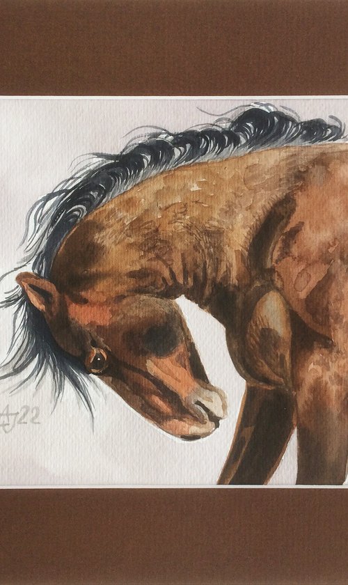 Horse by Jolanta Czarnecka