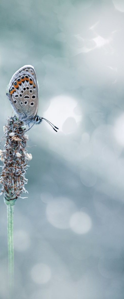 Silver Studded Blue Butterfly by Paul Nash