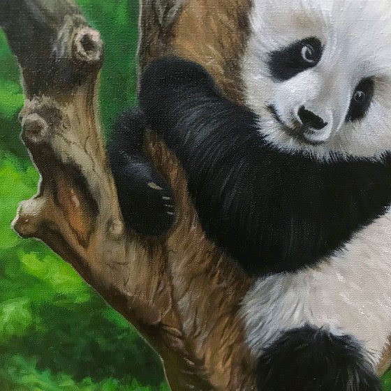 Cute panda