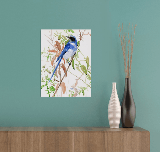 Florida Scrub Jay