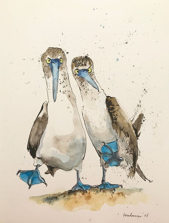 Blue Footed Boobies #02