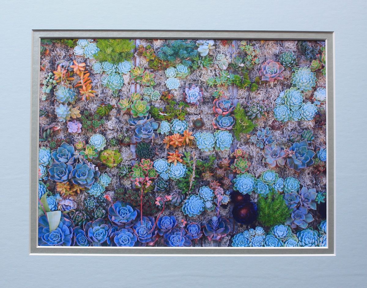 Living wall. by Robin Clarke