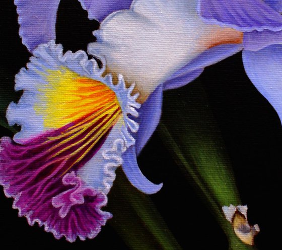 Cattleya Mendelii