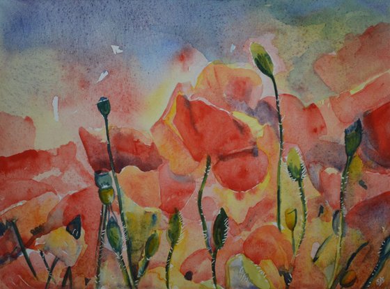 Watercolour Poppies