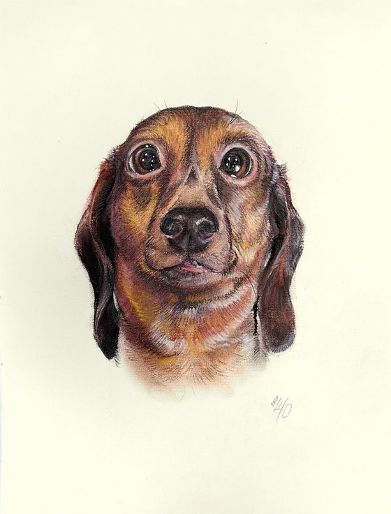 Funny Dachshund Portrait Adorable Pup