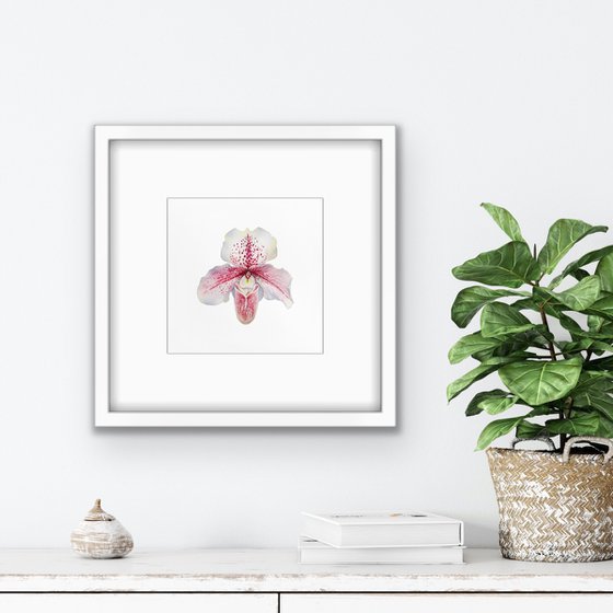 Orchid Venus slipper. A series of original watercolour artwork.