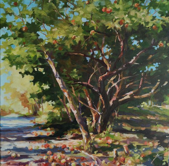 Old apple tree (14x14x0.7'')