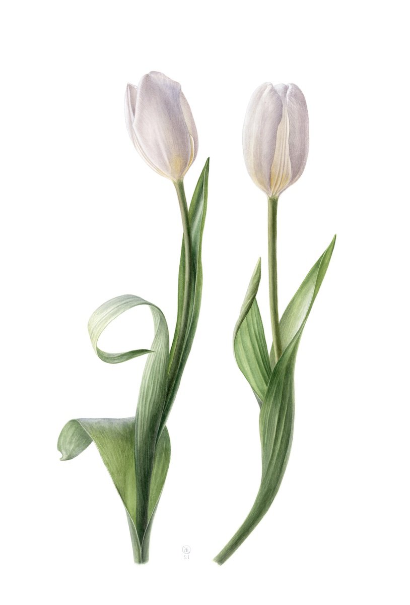 Photorealistic Botanical Watercolour By Yuliia Moiseieva, 15 X 22", White Tulips Dialogue, Original Artwork