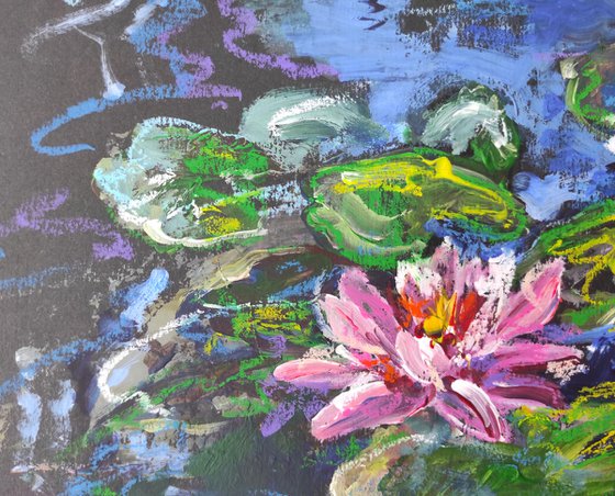 Small lilies in the water