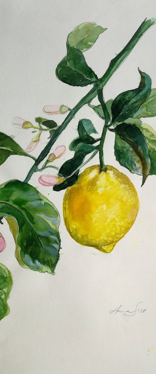 Lemon branch by Anna Silabrama