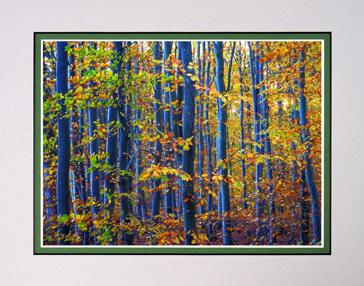 In the beech forest by Robin Clarke